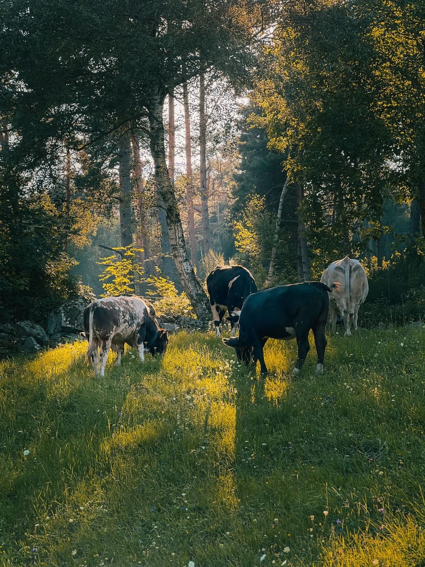Cows grazing