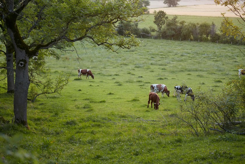 Cows grazing on open pasture at Yttereneby Gård